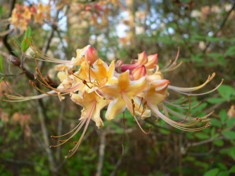 Native Azaleas – Spring is Blooming