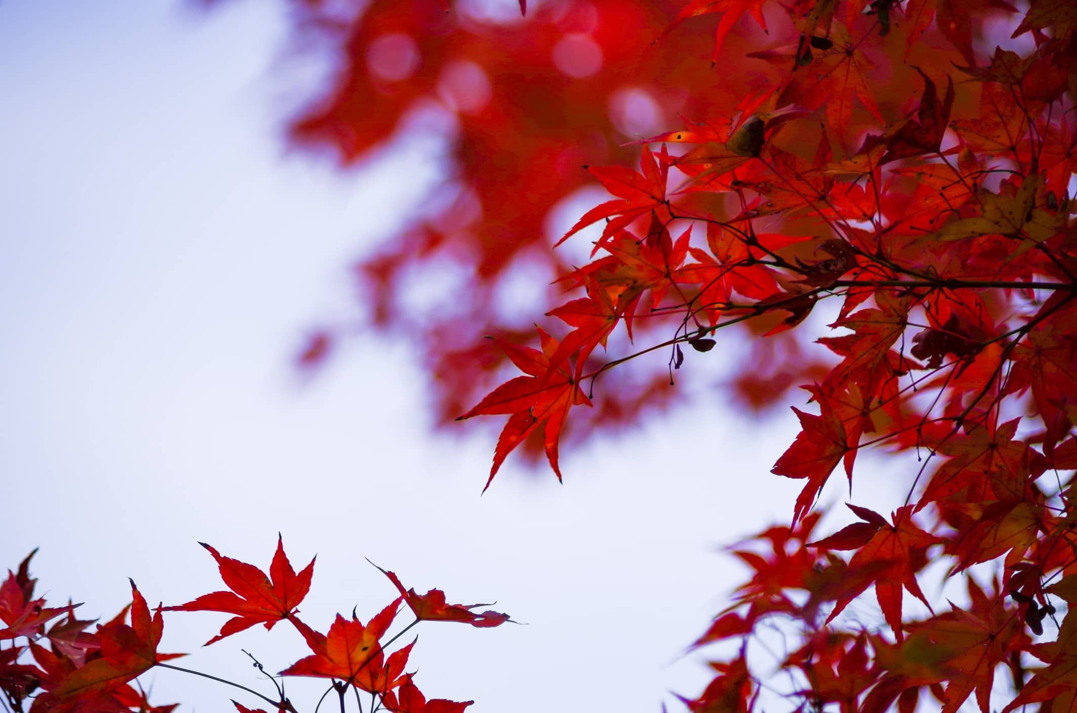 Red Leaf Japanese Maple Tree • Just Fruits and Exotics