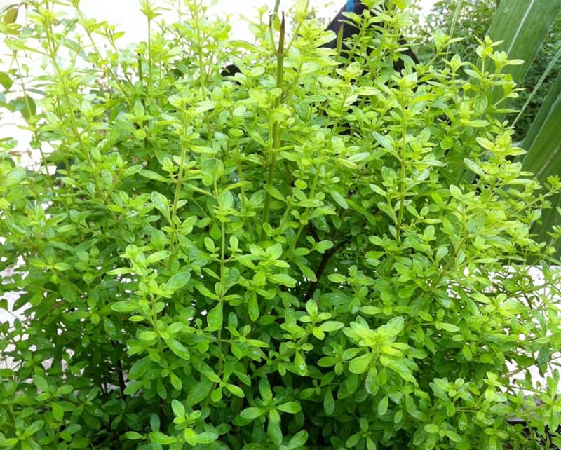 Costa Rican / Jamaican Mint Tree • Just Fruits and Exotics