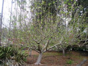 Anna Before Pruning