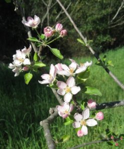 Apple Bloom