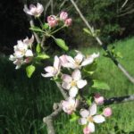 Apple Flowers