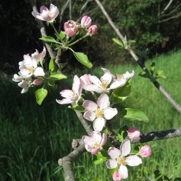 Edible Landscaping, Great Possibilities