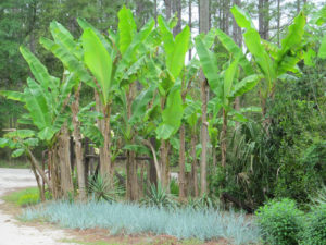 Bajoo Banana