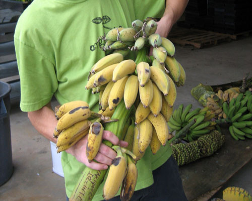 Bananas-Add some Tropical to Your Garden
