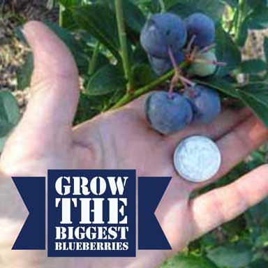 Titan and Krewer Blueberries â€“Size matters