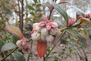Blueberry Bloom