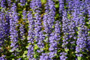 Rows of purple flowers