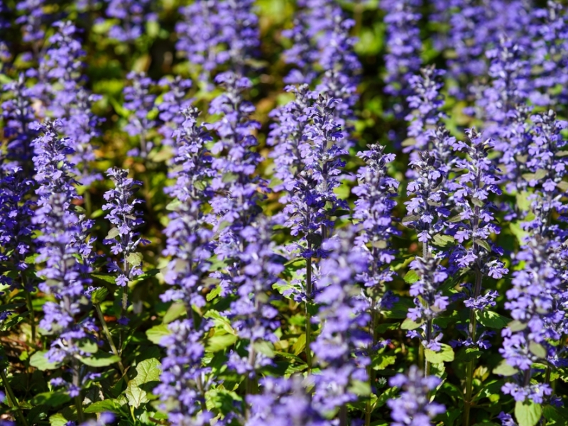 Ground Covers as Mulch Alternatives