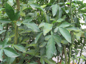 Citrus Orange Trifoliate