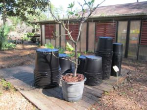 Fig growing in pots