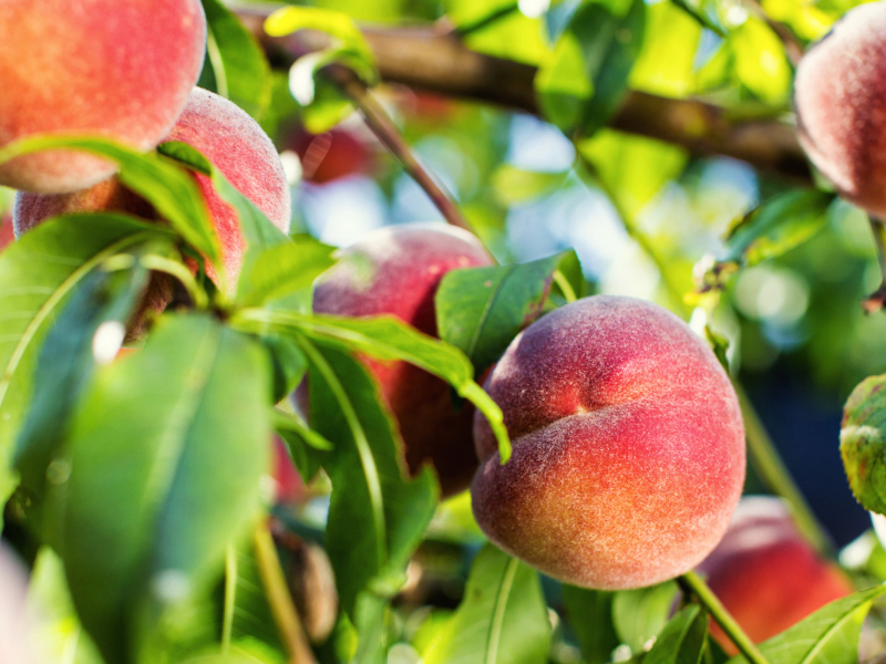 10 Unique Peach Recipes to Try This Summer