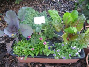 Edible Containers