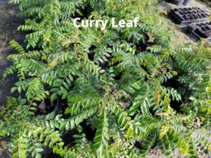 curry leaf