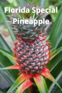 florida special pineapple