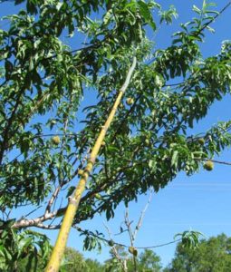 Fruit thinning pole
