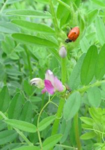 Good Bugs in the Garden
