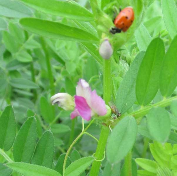 Good Bugs in the Garden