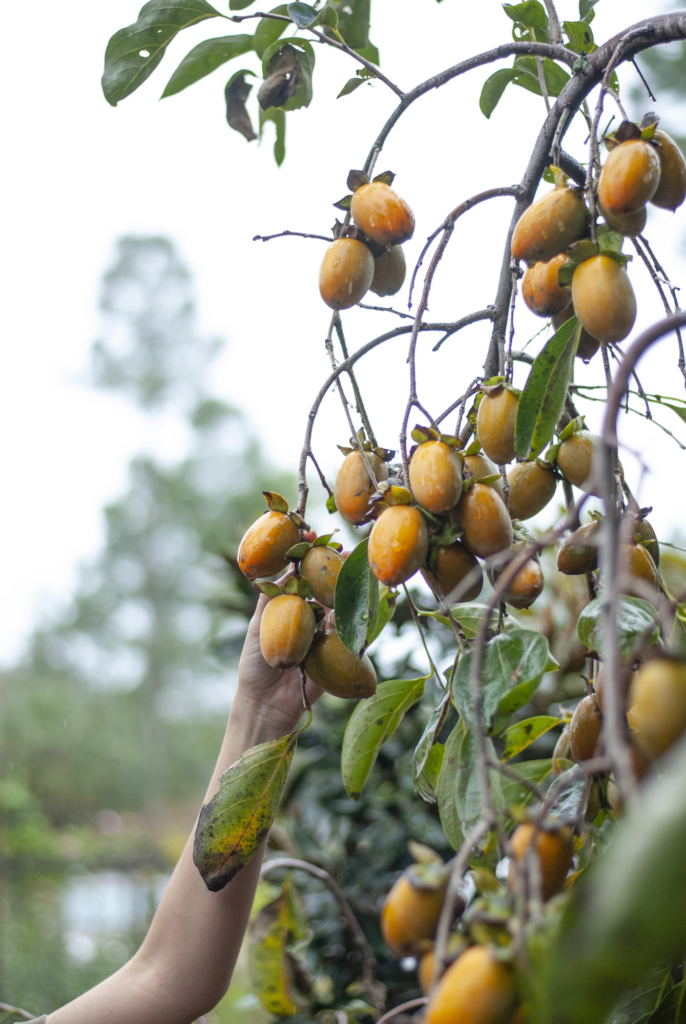 All About Persimmons Hachiya Persimmon
