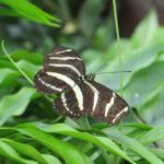 Zebra Long Wings
