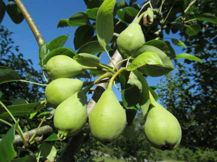 Thinning the Art of Fruit Size