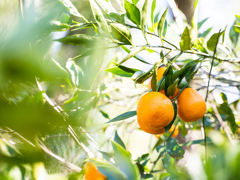 Your Summer Orchard To-Do List