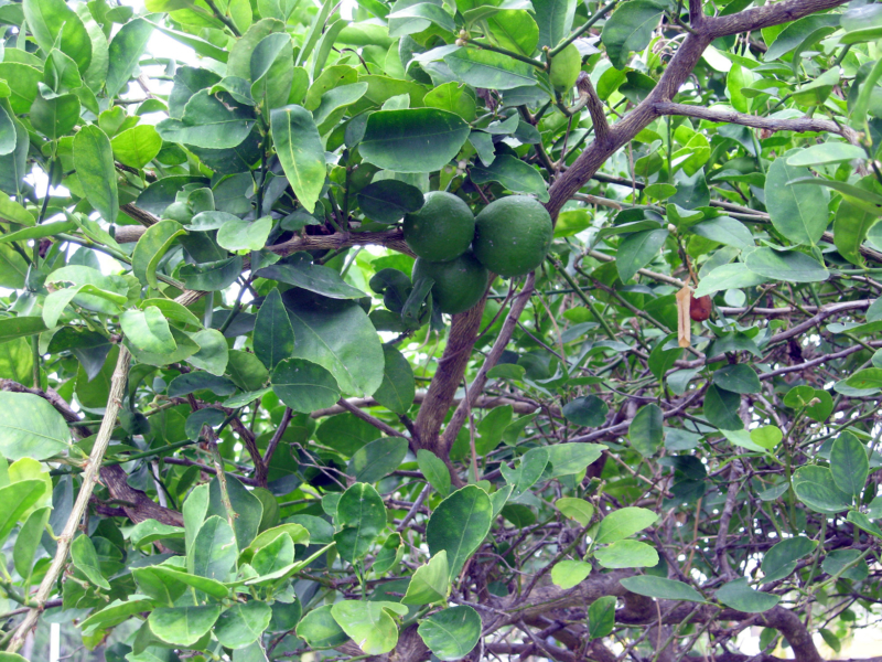 Winter Maintenance of Fruit Trees