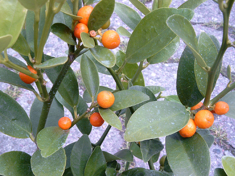 Edible Landscaping: Tasty Additions to a Beautiful Yard