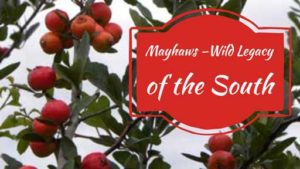 Mayhawa Legacy of the south