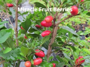 Miracle Fruit