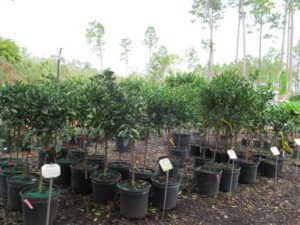 New Shipment big trees