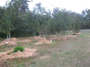 New Orchard