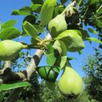 Thinning Fruit After