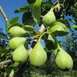 Thinning Fruit