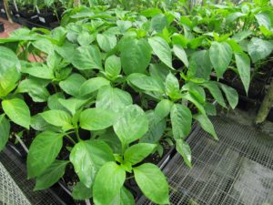 New Pepper Crop