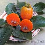 Russian Kaki Persimmon