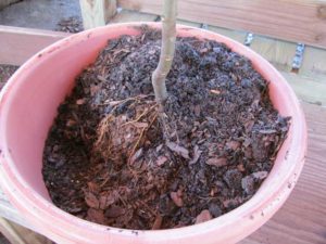Potting a Fig