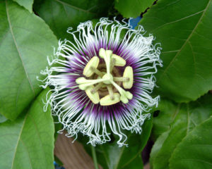 Possum Purple Passionfruit