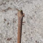 Pruning Bud