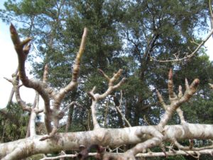 Fruiting Spurs