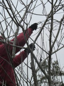 Pruning Fruit Trees