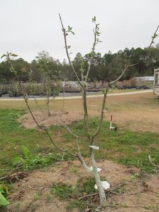 Pruning Modified Central Leader after Pruning
