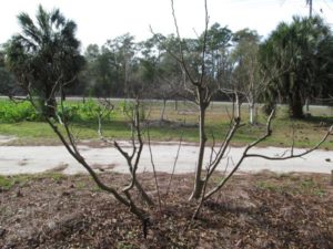 Multi Leader Pruning after Training