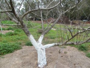 Pruning Open Center Pruning