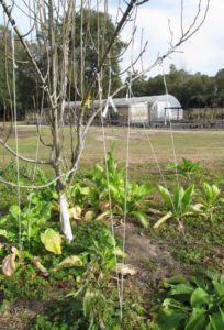 Pruning Pegging branches