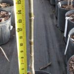Multi Leader Pruning Year One