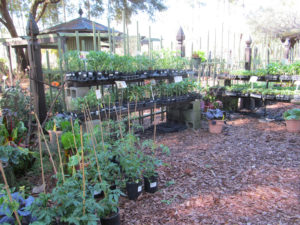 Retail Sales Herb and Vegetable Benches Early Spring 2015