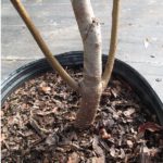 Root Suckers