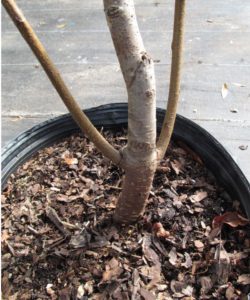 Root Suckers