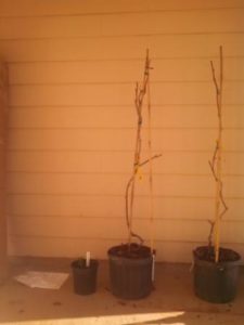mail order plant sizes